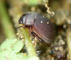 Maladera holosericea