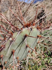 Opuntia phaeacantha