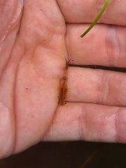 Eubranchipus vernalis