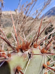 Opuntia phaeacantha