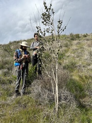 Malacothamnus davidsonii