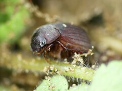 Maladera holosericea