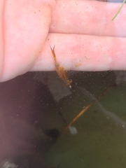 Eubranchipus vernalis