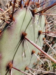 Opuntia phaeacantha