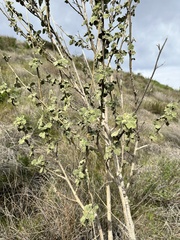 Malacothamnus davidsonii