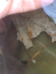 Eubranchipus vernalis