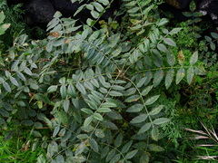 Rhus coriaria image