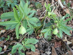 Helleborus viridis
