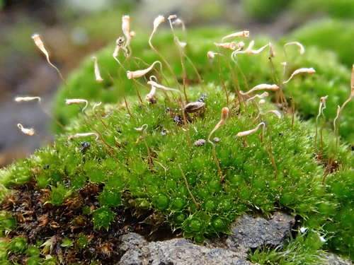 Wall Thread-moss (Bryum radiculosum)