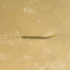 Dermogenys collettei