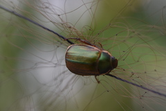 Anomala corpulenta