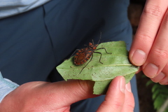 Spartocera pantomima