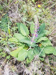 Salvia sclareoides