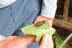 Spartocera pantomima