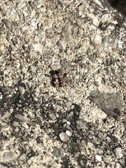 Crematogaster laeviuscula
