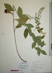 Solidago ulmifolia ulmifolia