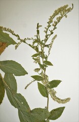 Solidago ulmifolia ulmifolia