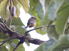 Sporophila angolensis
