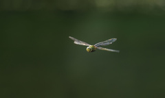 Anax panybeus