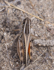 Dichroplus pratensis