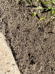 Crematogaster laeviuscula