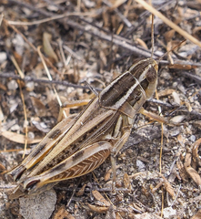 Dichroplus pratensis