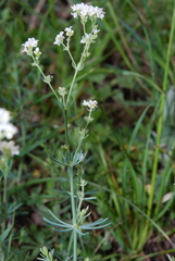Galium glaucum