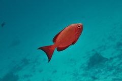Priacanthus hamrur