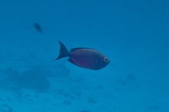 Priacanthus hamrur