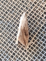 Evergestis forficalis