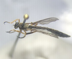 Leptogastrinae
