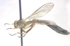 Leptogastrinae