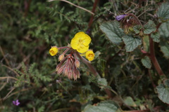 Chylismia
