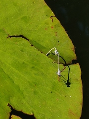 Paracercion calamorum