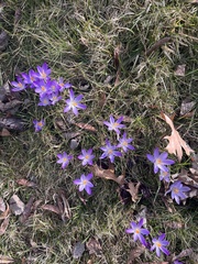 Crocus tommasinianus