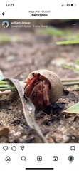 Coenobita violascens