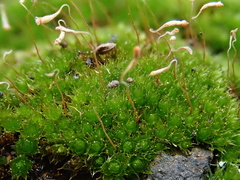Bryum radiculosum