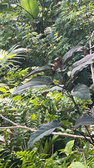 Clerodendrum quadriloculare