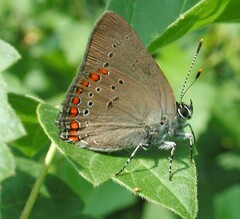 Satyrium titus