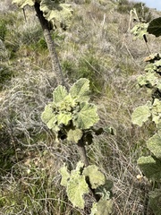 Malacothamnus davidsonii