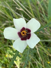 Hibiscus trionum