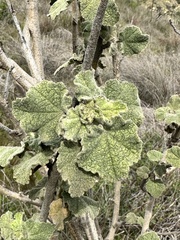 Malacothamnus davidsonii