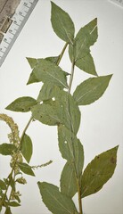 Solidago ulmifolia ulmifolia