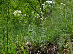 Galium glaucum