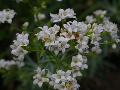 Galium glaucum