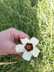 Hibiscus trionum