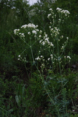 Galium glaucum