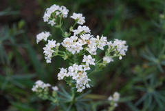 Galium glaucum