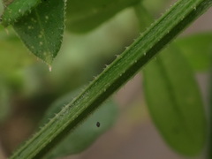 Galium aparine
