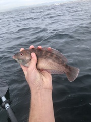 Halichoeres semicinctus